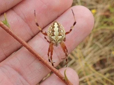 Photo of Western Spotted Orbweaver (Neoscona oaxacensis) taken at Alice