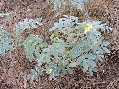Photo of Senna lindheimeriana taken at Llano County