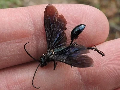 Photo of Mud Dauber (Chalybion californicum) taken at Kadoka