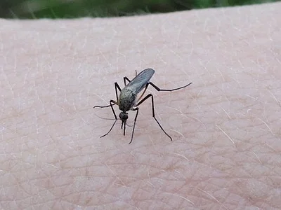 Photo of Psorophora cyanescens taken at Easton