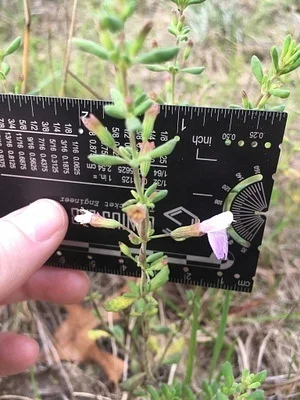 Photo of Clinopodium dentatum taken at Calhoun County