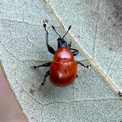 Photo of Homoeolabus analis taken at Southwest Meadows Sanctuary