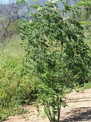 Photo of Horseradish Tree (Moringa oleifera) taken at Sand Lakes Conservation Area