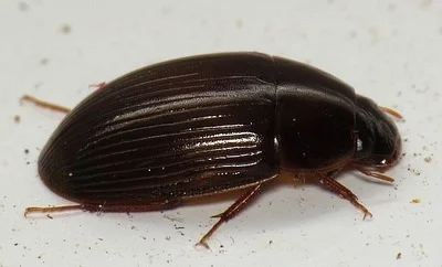 Photo of Cymbiodyta bifida taken at Brookland