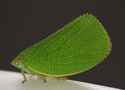 Photo of Green Cone-Headed Planthopper (Acanalonia conica) taken at Manassas