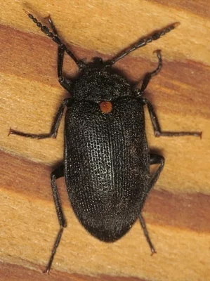 Photo of Penthe obliquata taken at Aspinwall Bend Conservation Area