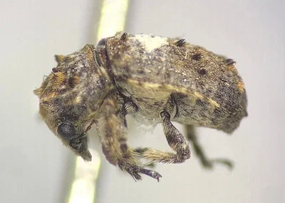 Photo of Fungus Weevil (Toxonotus cornutus) taken at Pawnee Lake State Recreation Area