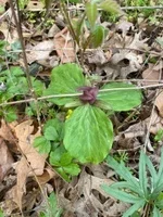 Trillium sessile
