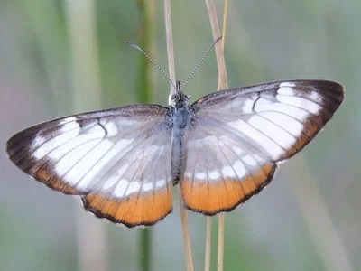 Photo of Common Mestra (Mestra amymone) taken at Robert Lee Airport