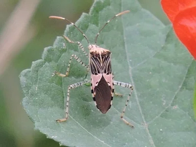 Photo of Hypselonotus punctiventris taken at Troy Springs State Park