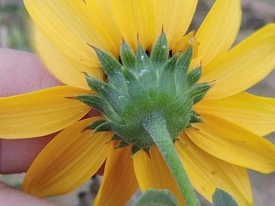 Photo of Helianthus praecox taken at Jim Hogg County