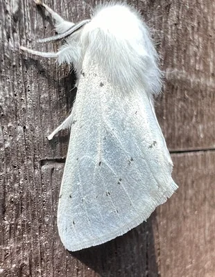 Photo of Spilosoma vestalis taken at Truckee River Wildlife Area