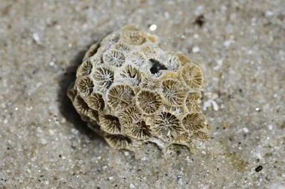 Photo of Astrangia poculata taken at Kiptopeke State Park
