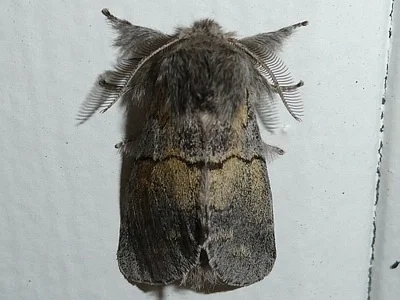 Photo of Lintner'S Gluphisia Moth (Gluphisia lintneri) taken at Saxon Harbor County Park