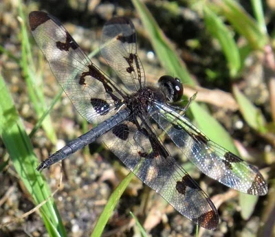 Photo of Banded Pennant (Celithemis fasciata) taken at Brandywine Receiver Station