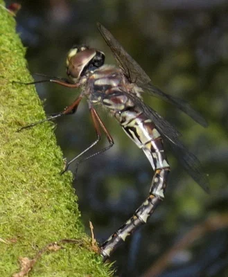 Photo of Taper-Tailed Darner (Gomphaeschna antilope) taken at Montgomery Presbyterian Center