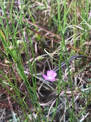 Photo of Agalinis decemloba taken at Northwest Regional Park