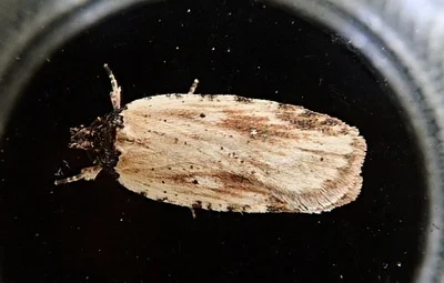 Photo of Beggartick Leaffolder (Agonopterix atrodorsella) taken at East Pond Preserve