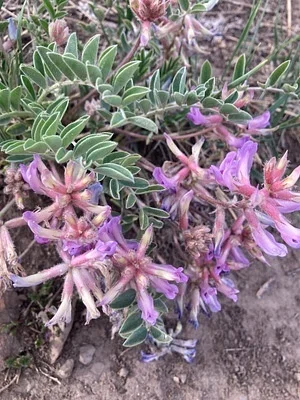 Photo of Astragalus shortianus taken at Maxwell Natural Area