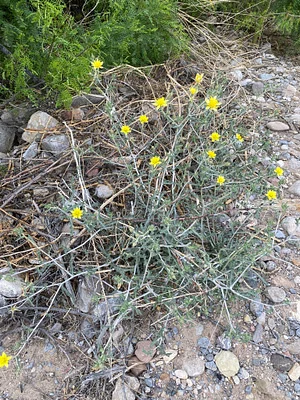 Photo of Mentzelia procera taken at Laguna Seca Mesa Wildlife Area
