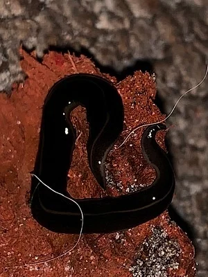 Photo of New Guinea Flatworm (Platydemus manokwari) taken at Margate