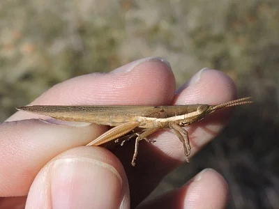 Photo of Leptysma marginicollis taken at Cutler