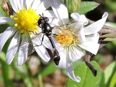 Photo of Dioprosopa clavatus taken at Wichita