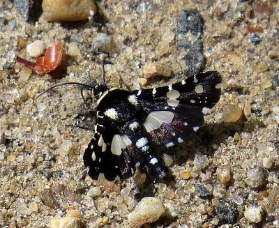Photo of Mournful Thyris Moth (Pseudothyris sepulchralis) taken at Francis C. Carter Preserve