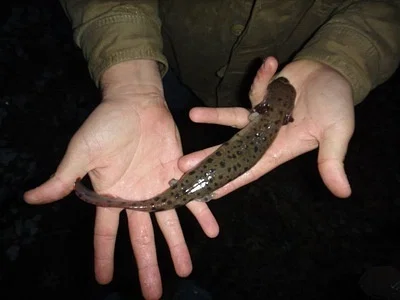 Photo of Mudpuppy (Necturus maculosus) taken at Fort Boonesborough State Park