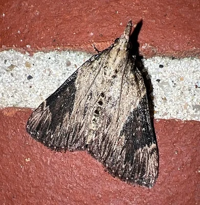 Photo of Omphalocera cariosa taken at Lefleur's Bluff State Park