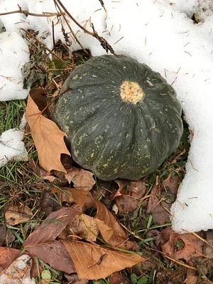 Photo of Squash (Cucurbita maxima) taken at Cedar Swamp Wetlands