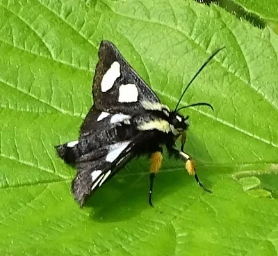 Photo of Eightspotted Forester (Alypia octomaculata) taken at Fortenberry