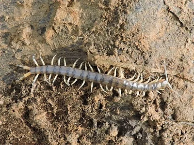 Photo of Hemiscolopendra marginata taken at Washington