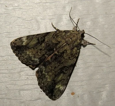 Photo of Little Nymph Underwing (Catocala micronympha) taken at Olustee Battlefield Historic State Park
