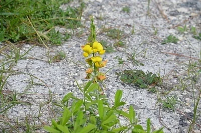 Photo of Rattleweed (Crotalaria retusa) taken at Cypress Creek Natural Area