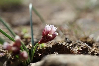Photo of Allium scilloides taken at Ginkgo Petrified Forest State Park