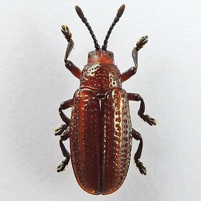 Photo of Goldenrod Leaf Miner Beetle (Microrhopala vittata) taken at Salt Springs State Park
