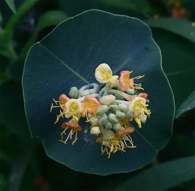 Photo of Grape Honeysuckle (Lonicera reticulata) taken at Clayton