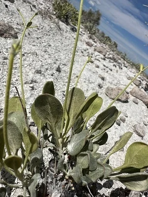 Photo of Eriogonum natum taken at Millard County