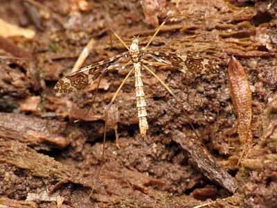 Photo of Band-Winged Crane Fly (Epiphragma fasciapenne) taken at Door Creek Wetlands Wildlife Area