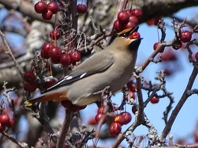 Photo of Waxwing (Bombycilla garrulus) taken at Marquette