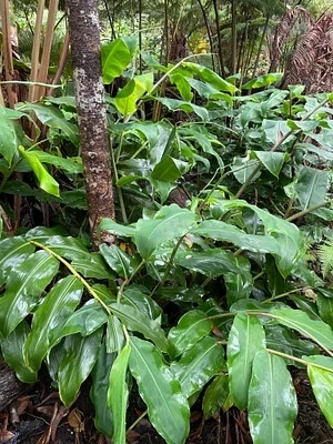 Photo of Himalayan Ginger (Hedychium gardnerianum) taken at Mauna Loa Wilderness