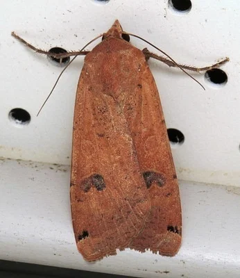 Photo of Large Yellow Underwing (Noctua pronuba) taken at Deep Creek Lake Natural Resource Management Area