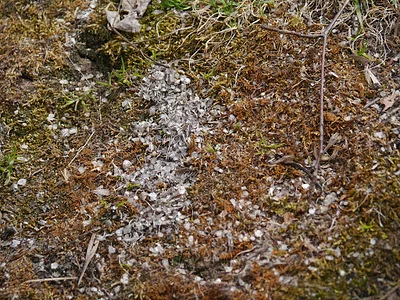 Photo of River Otter (Lontra canadensis) taken at Willows