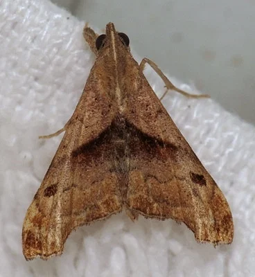 Photo of Spruce Harlequin (Palthis angulalis) taken at Fairview