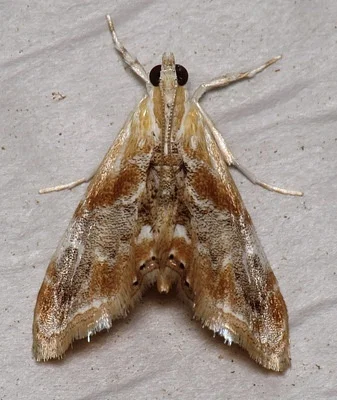 Photo of Julia'S Dicymolomia Moth (Dicymolomia julianalis) taken at Plaquemine
