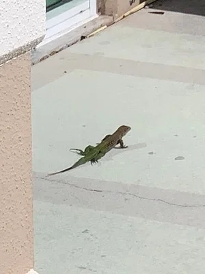 Photo of Giant Ameiva (Ameiva ameiva) taken at Coral Springs