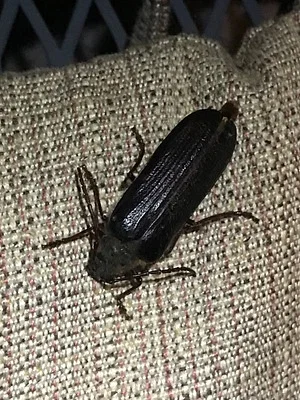 Photo of Tragosoma harrisii taken at Chickering American River Reserve
