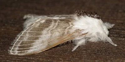 Photo of Large Tolype Moth (Tolype velleda) taken at Gray Township