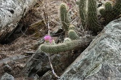 Photo of Echinocereus ledingii taken at Graham County